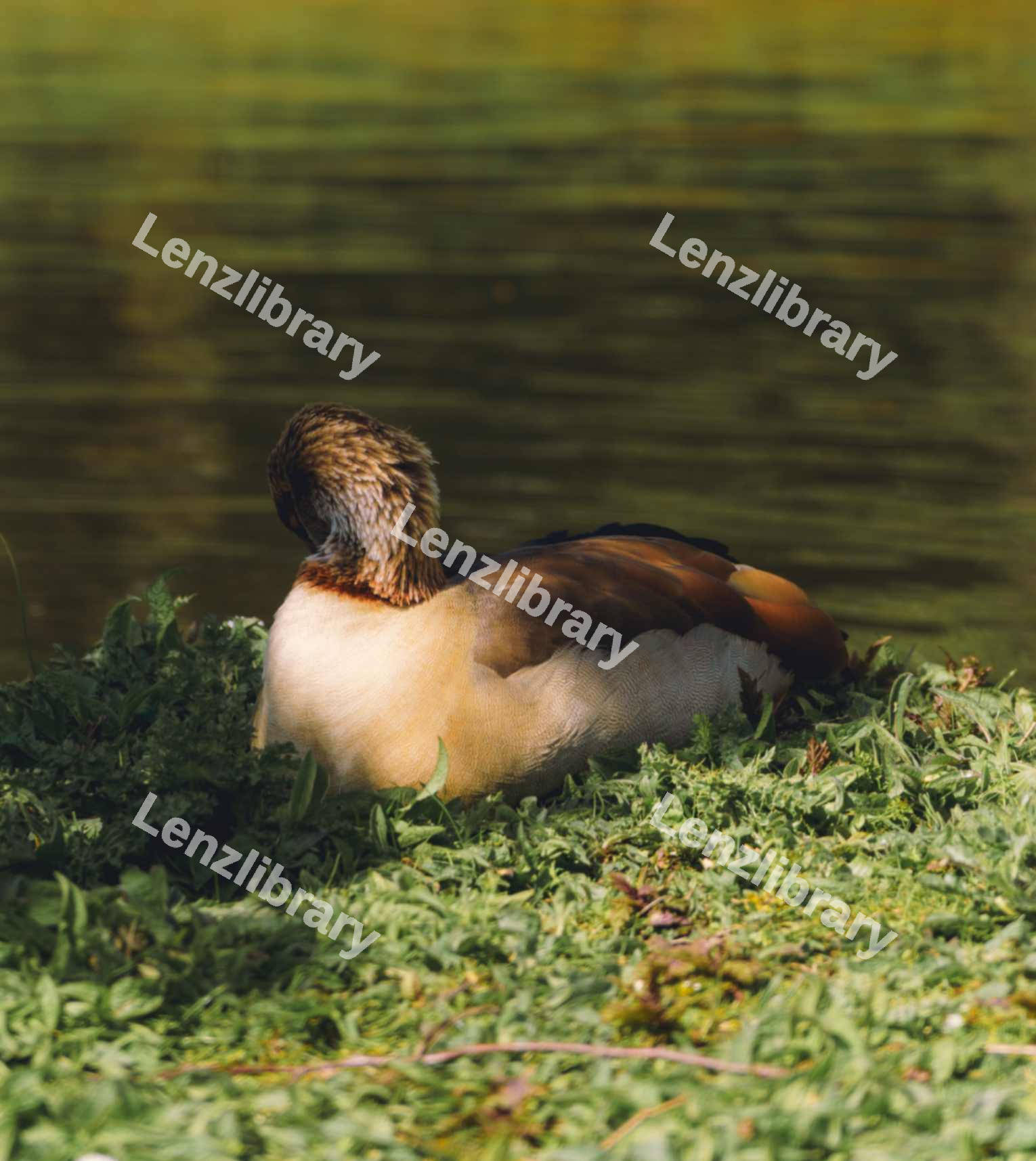 Egyptian Goose